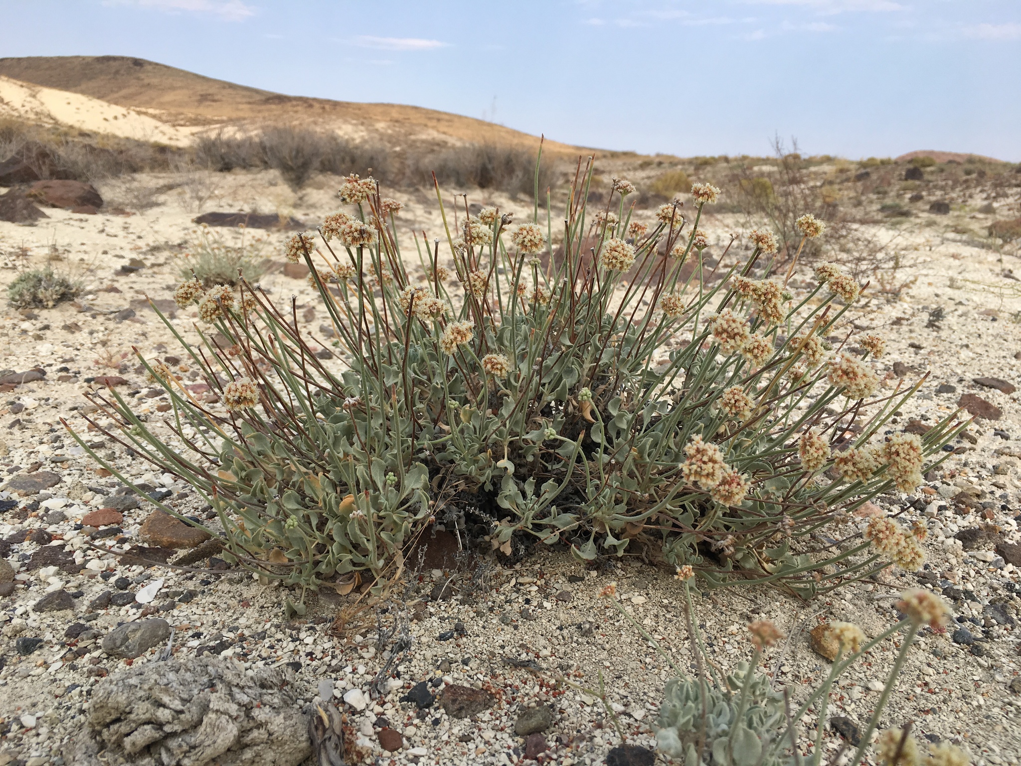Eriogonum diatomaceum
