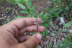 Oxytropis deflexa foliolosa