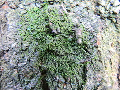 Frullania dilatata