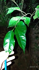 Ficus ampelos