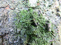 Frullania dilatata