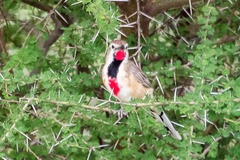 Rhodophoneus cruentus