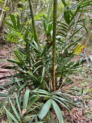 Ptychosperma macarthurii