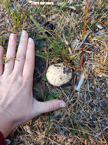 iNaturalist observation photo of puffballs