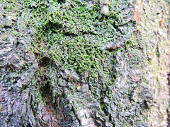 Frullania dilatata