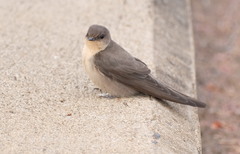 Ptyonoprogne fuligula