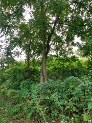 Juglans nigra