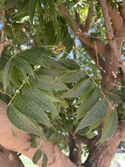 Juglans hindsii