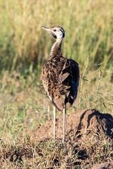 Lissotis melanogaster