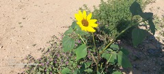 Helianthus