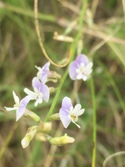Astragalus austriacus