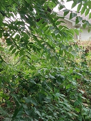 Juglans nigra