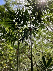 Ptychosperma macarthurii