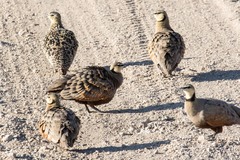 Pterocles gutturalis