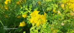 Solanum rostratum