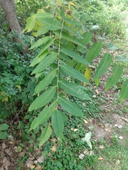 Juglans nigra