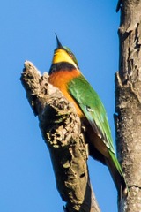 Merops oreobates