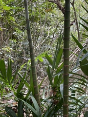 Ptychosperma macarthurii