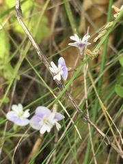 Astragalus austriacus