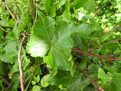 Hedera helix