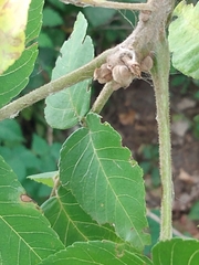 Juglans nigra