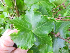 Hedera helix