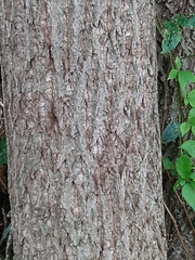 Juglans nigra