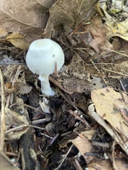 Amanita lavendula