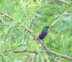 Cinnyris mariquensis