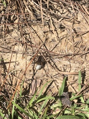 Tigrosa georgicola