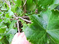 Hedera helix