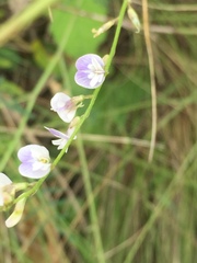 Astragalus austriacus