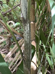 Ptychosperma macarthurii