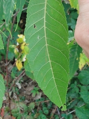 Juglans nigra