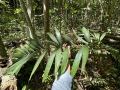 Ptychosperma macarthurii