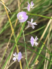 Astragalus austriacus