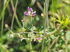 Lespedeza procumbens