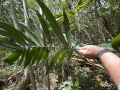 Ptychosperma macarthurii