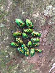 Scutiphora pedicellata