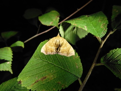Eulithis diversilineata