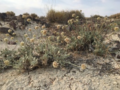 Eriogonum diatomaceum