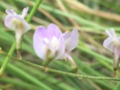 Astragalus austriacus