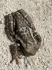 Trachycephalus vermiculatus