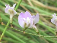 Astragalus austriacus