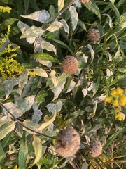 Monarda fistulosa