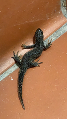 Triturus cristatus
