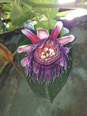 Passiflora quadrangularis