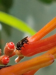 Nannotrigona perilampoides