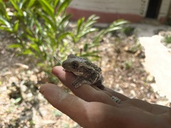 Trachycephalus vermiculatus