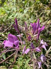 Cleome